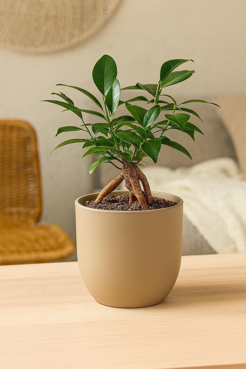 Ficus 'Ginseng'