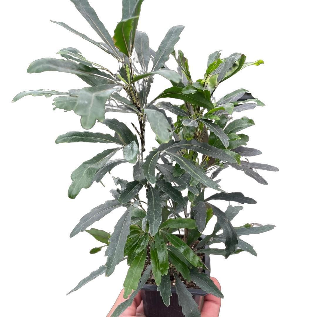 Aralia 'Green'