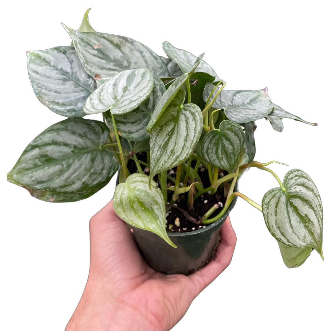 Philodendron 'Brandtianum'