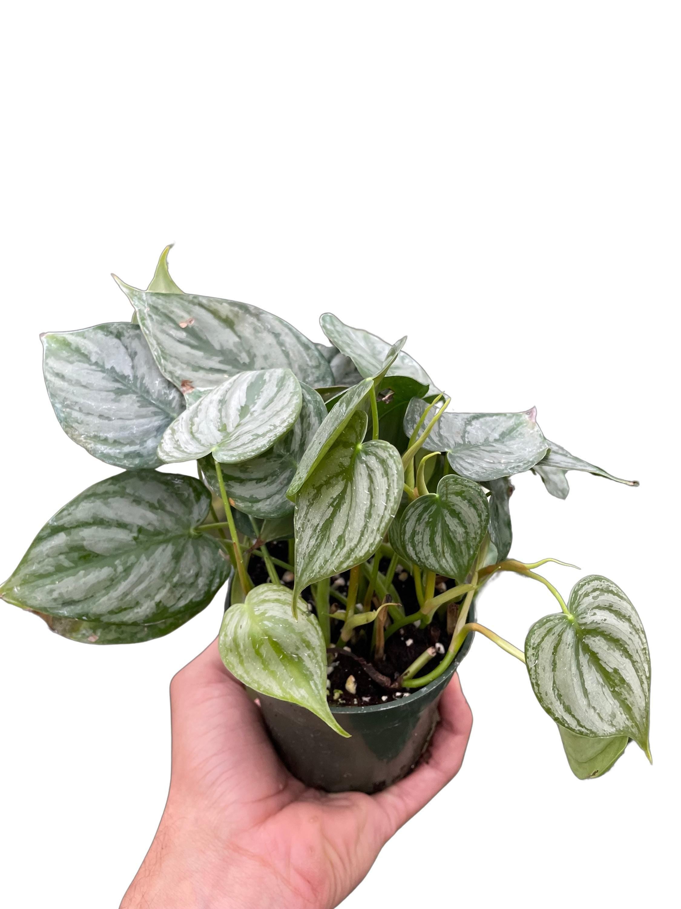 Philodendron 'Brandtianum'
