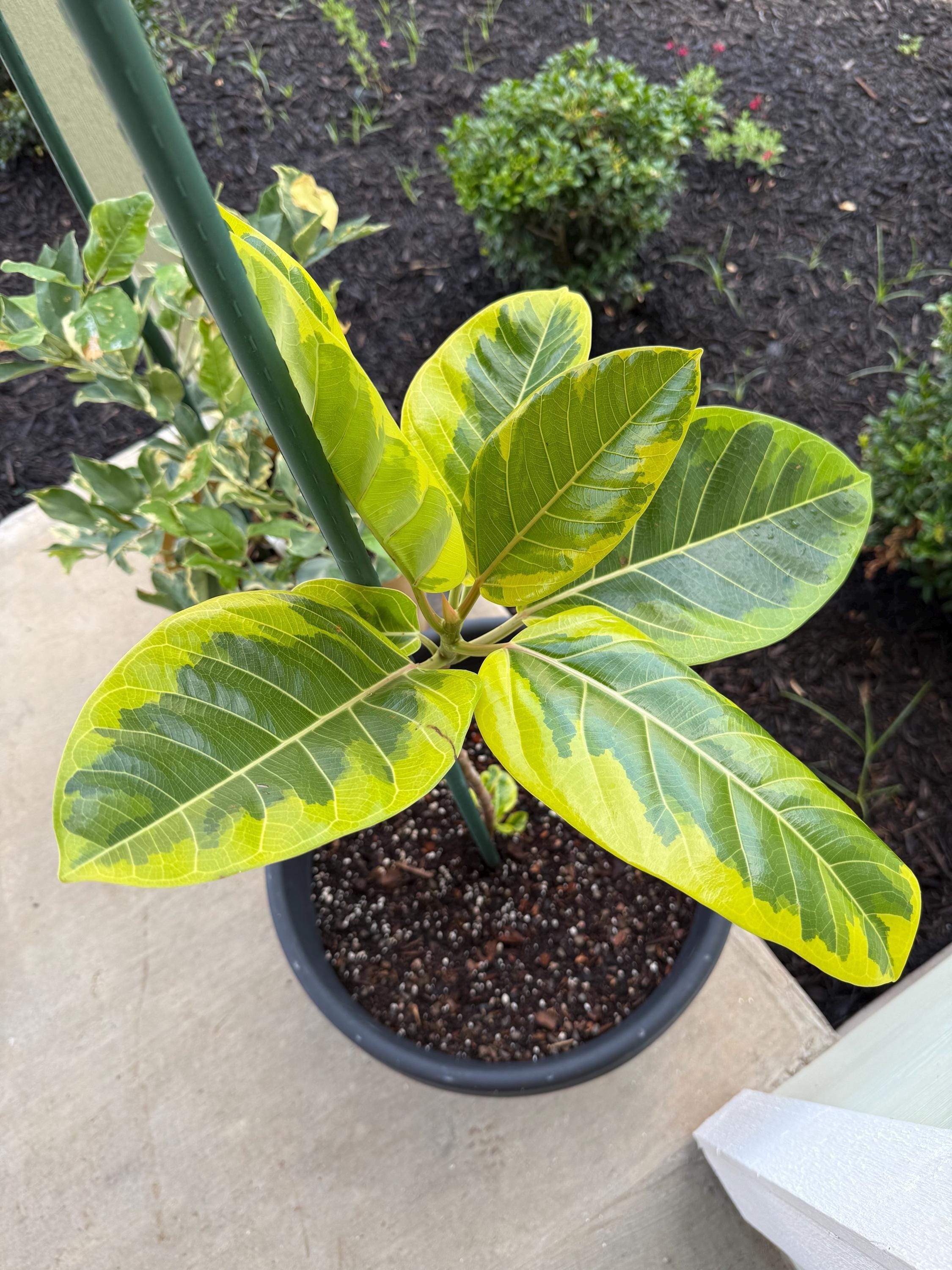 Ficus Altissima 'Yellow Gem'