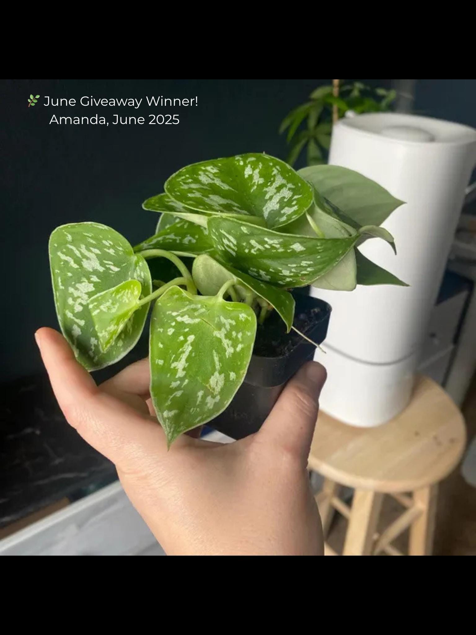 Pothos 'Satin'