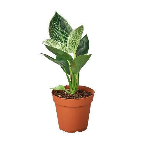 Philodendron 'Birkin'