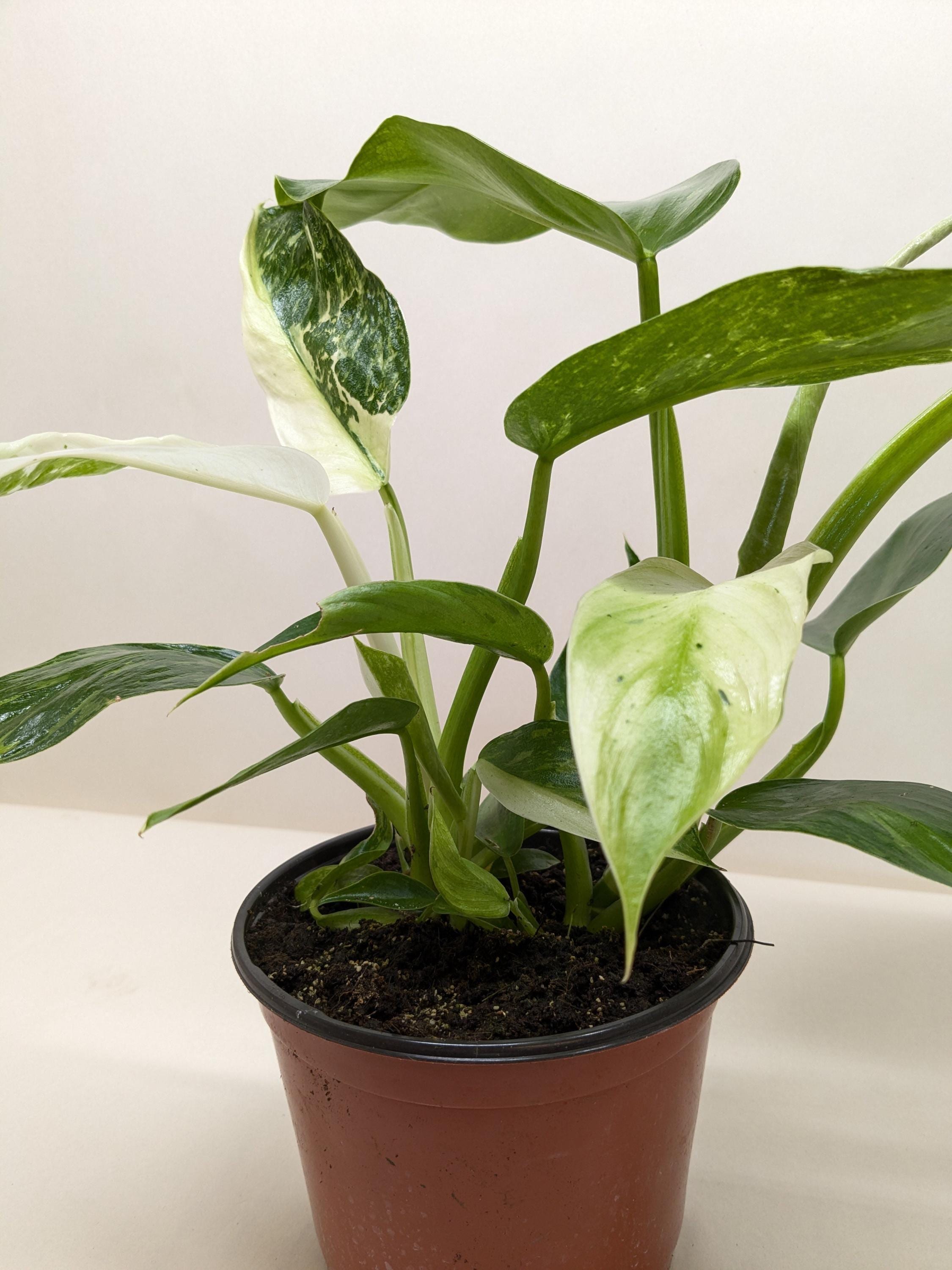 Philodendron Jose Bueno