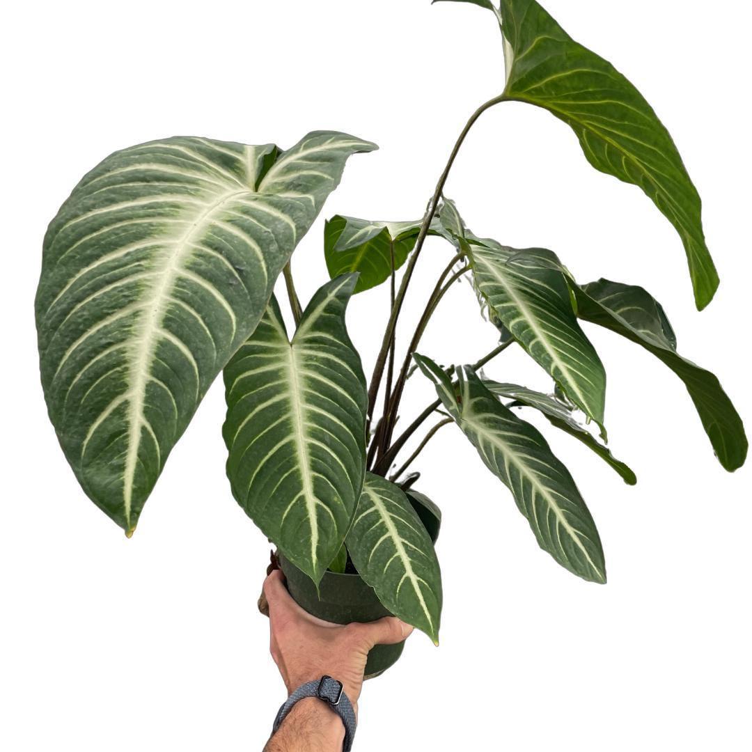 Xanthosoma 'Lendenii'