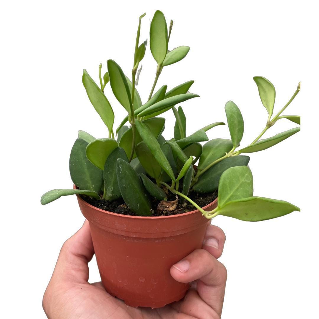 Hoya Chouke