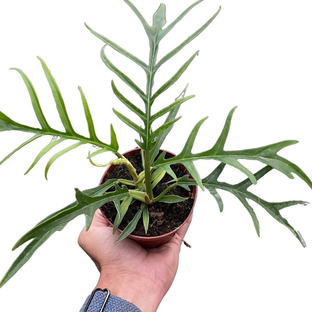 Philodendron 'Tortum'