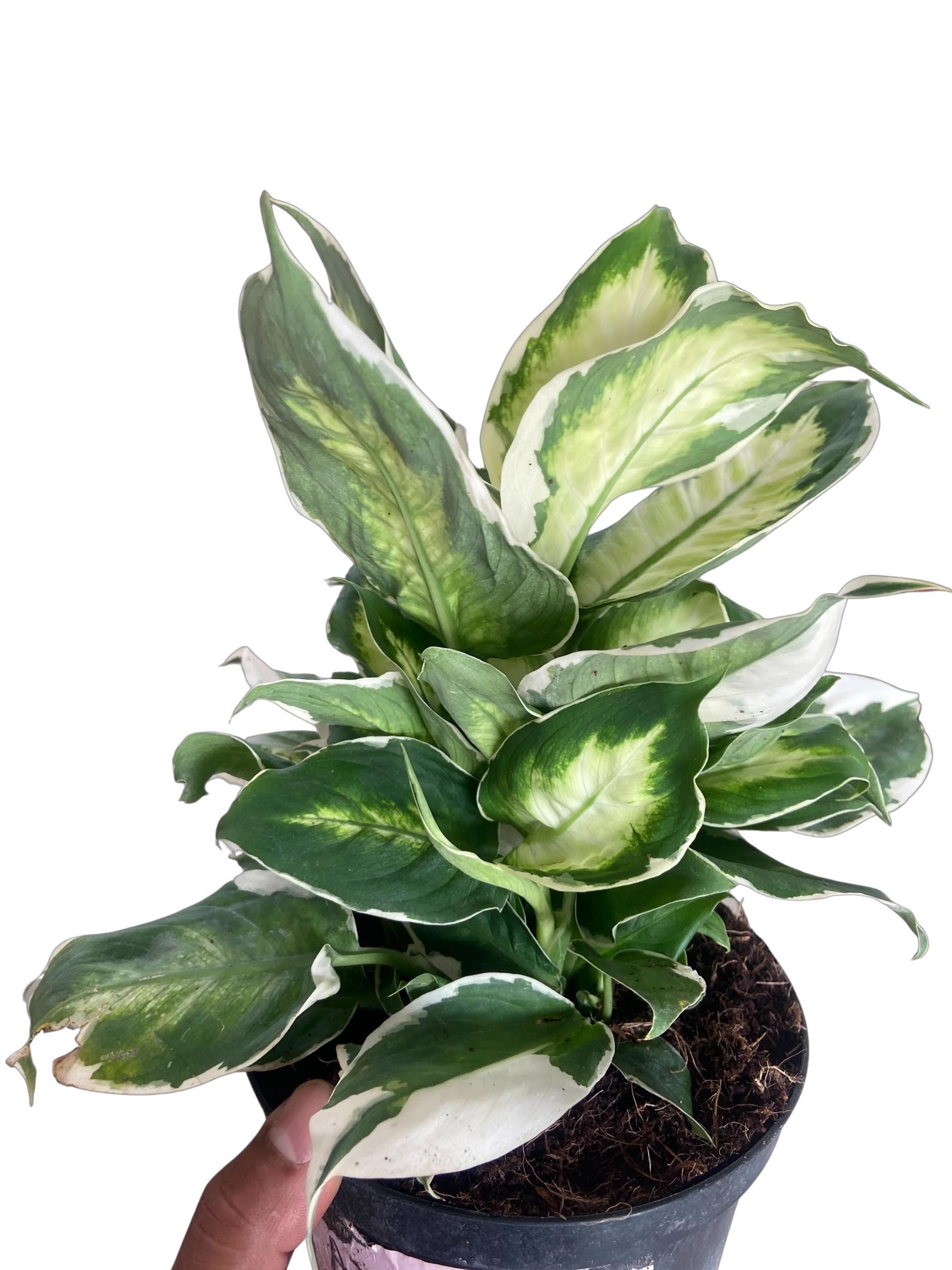Dieffenbachia 'Cool Beauty'