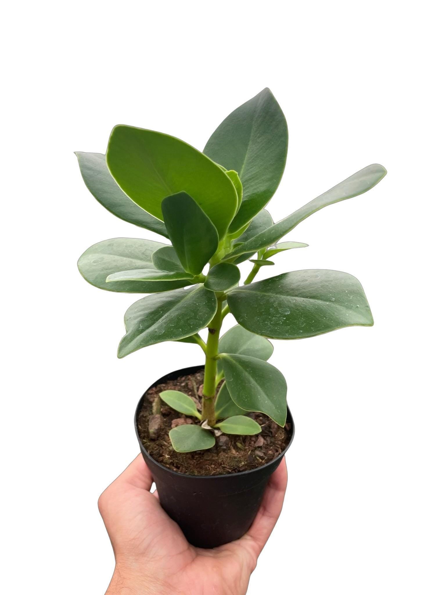 Clusia 'Princess' (Autograph Plant)