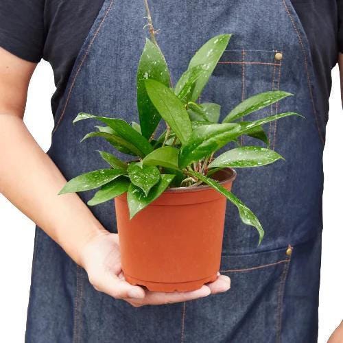 May include: A green houseplant with speckled leaves in a terracotta pot.