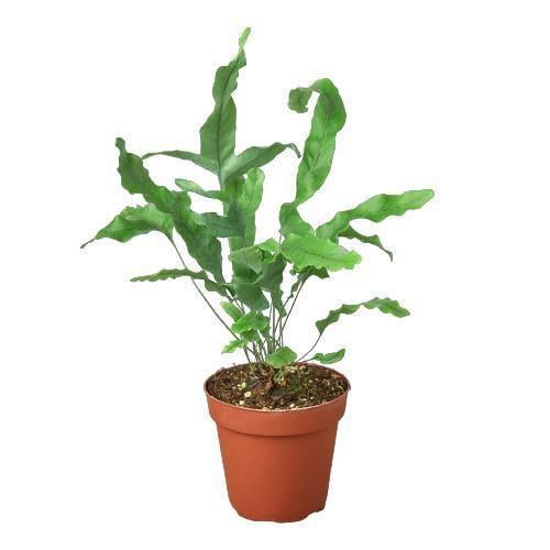 Fern 'Blue Star'