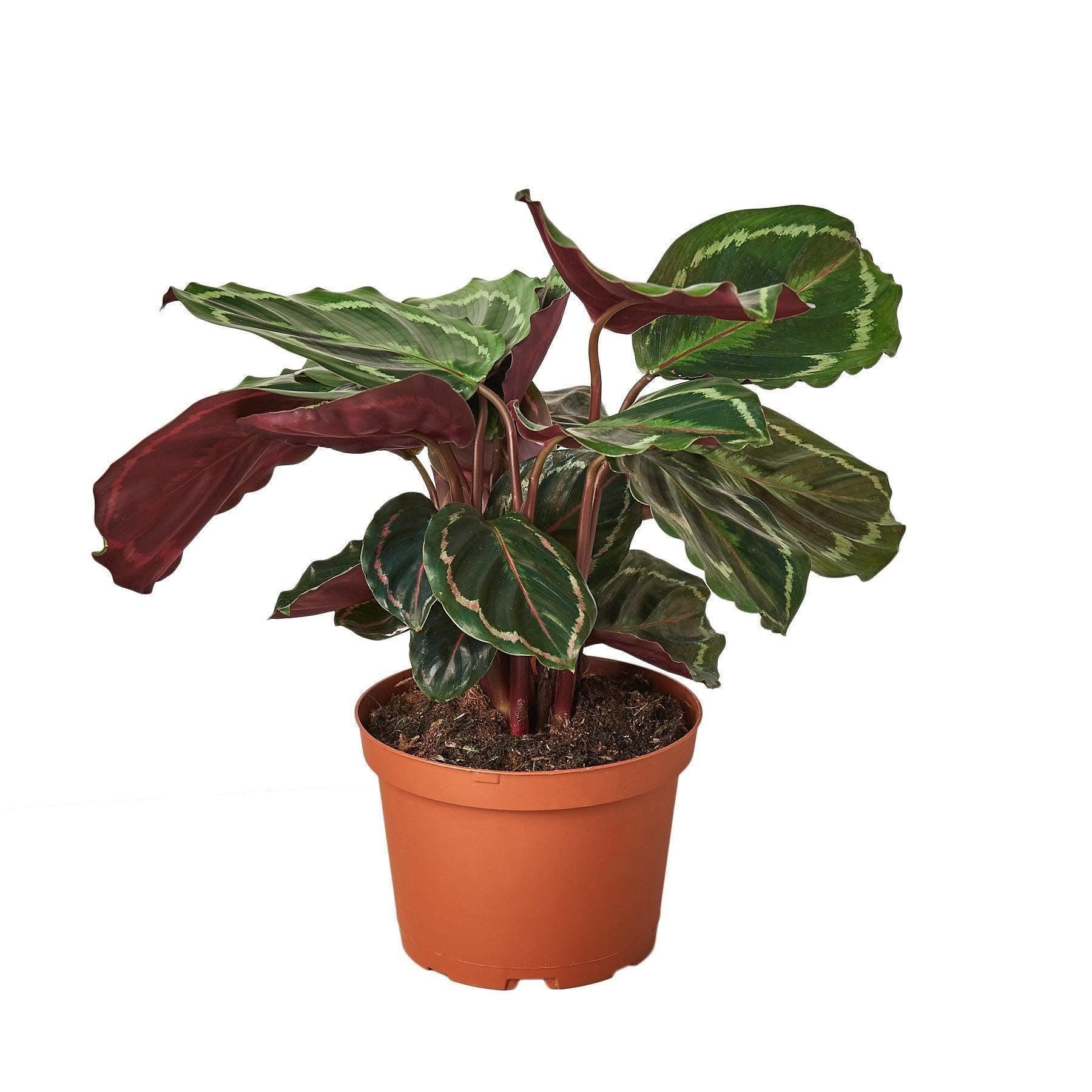 May include: A potted green and red Calathea plant with dark green leaves with light green stripes and red undersides. The plant is in a brown plastic pot.