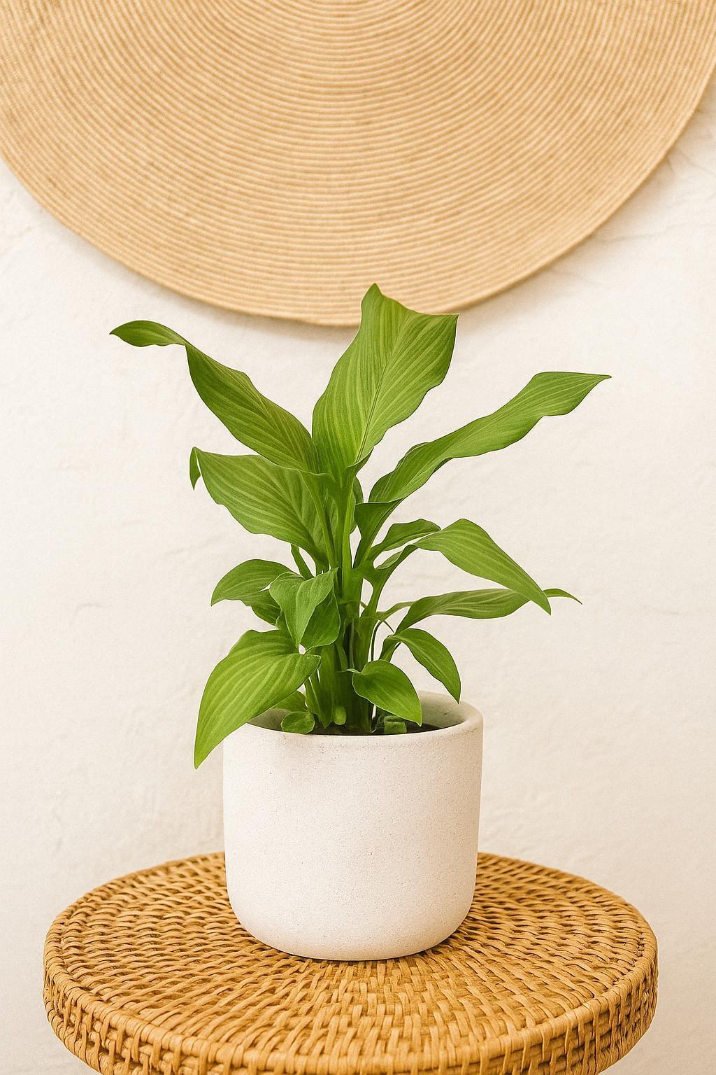 Spathiphyllum 'Platinum Mist'