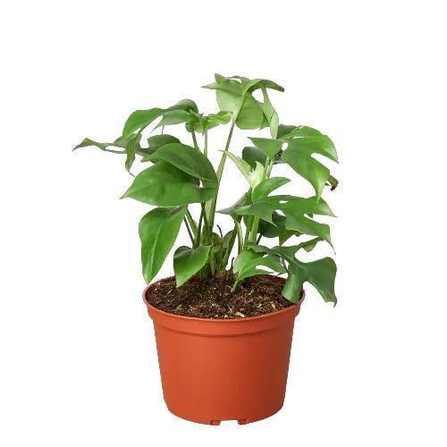 Mini Monstera - Rhaphidophora Tetrasperma