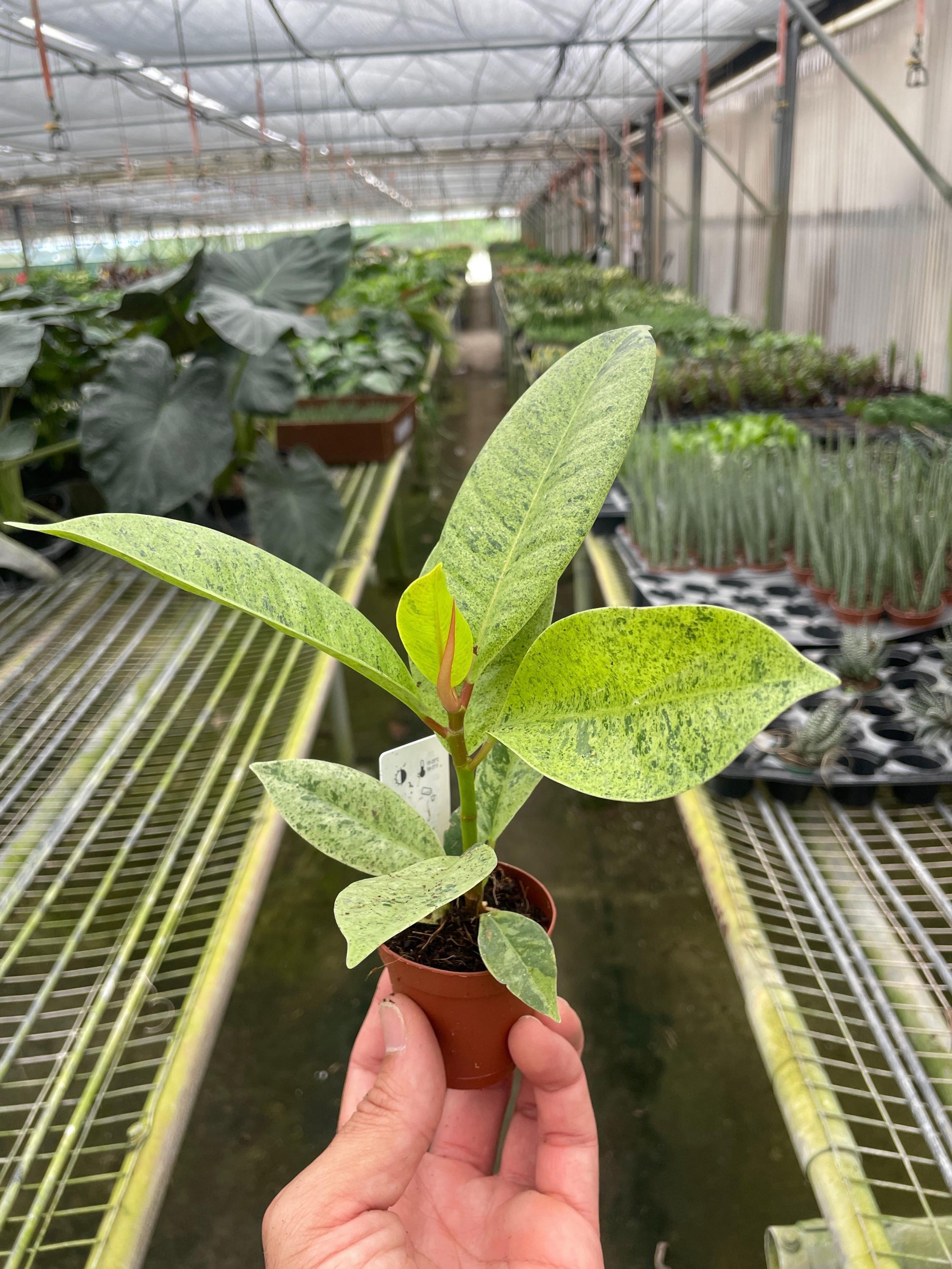 May include: A small potted plant with green and white variegated leaves. The plant is in a brown pot and is sitting on a metal shelf. The plant is in a greenhouse setting.
