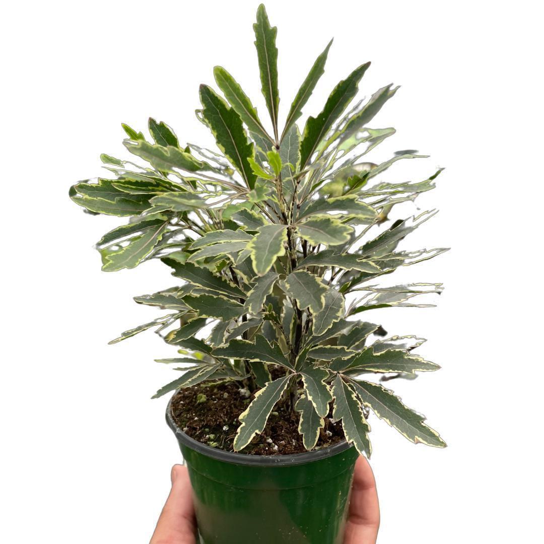 Aralia 'Bianca'