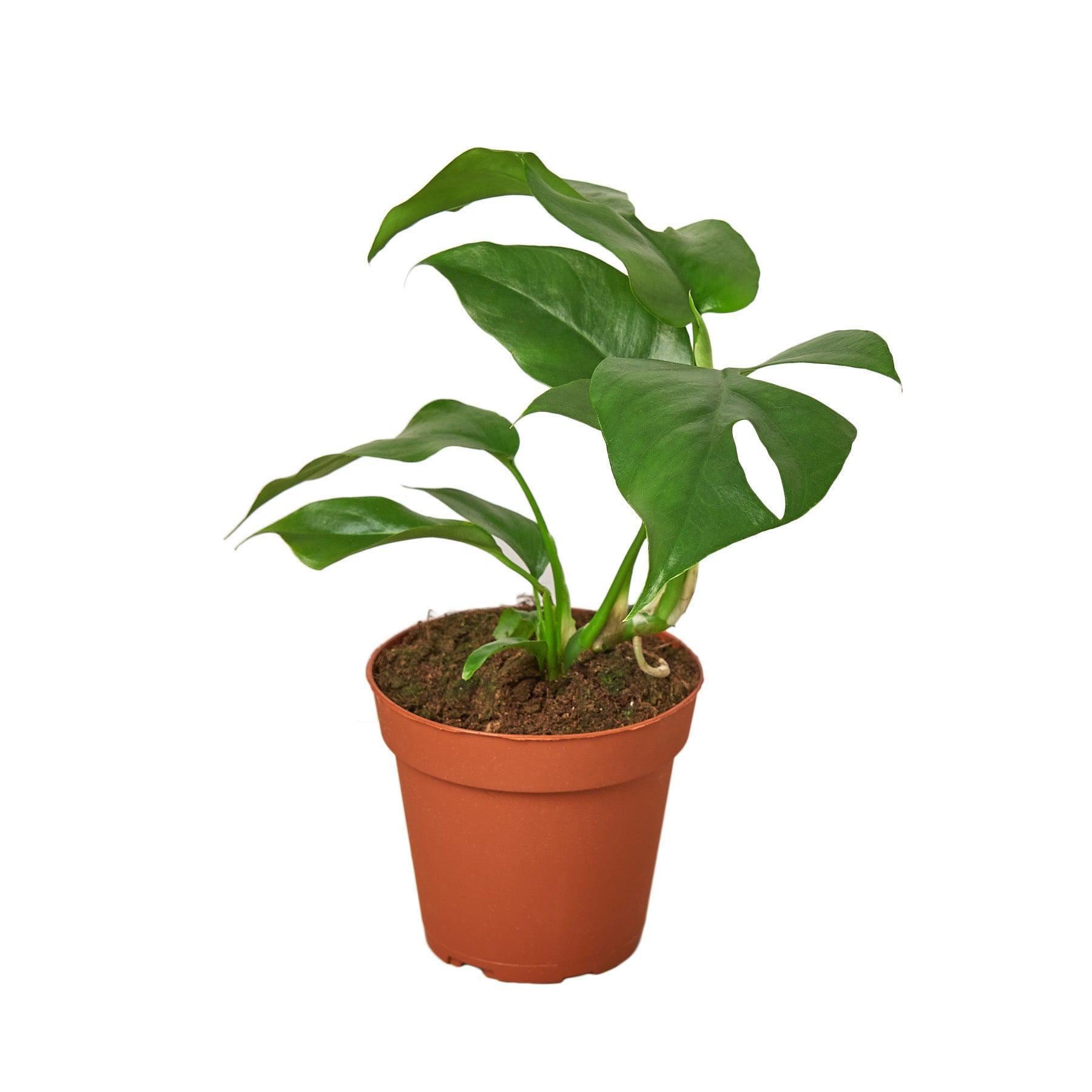 Mini Monstera - Rhaphidophora Tetrasperma