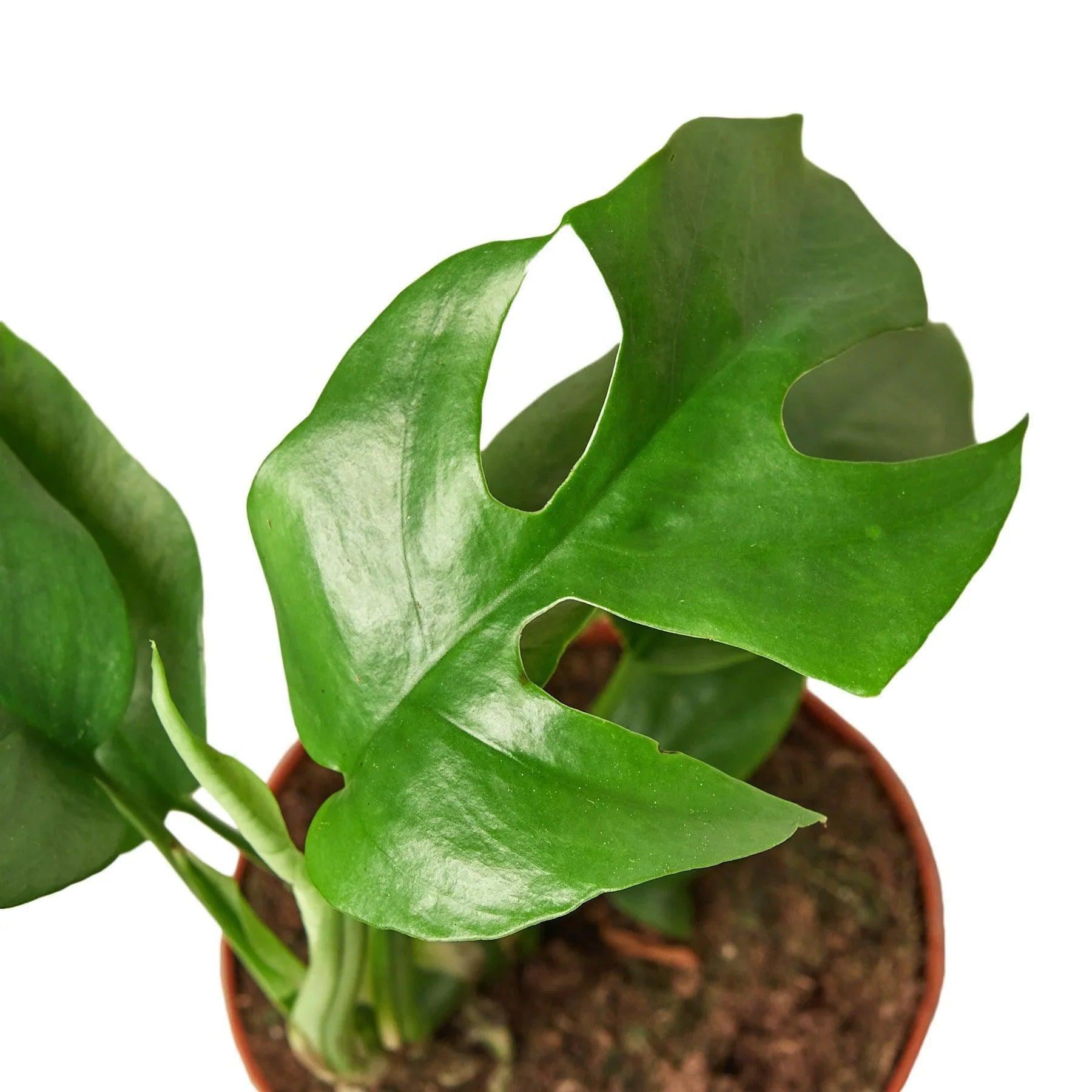 Mini Monstera - Rhaphidophora Tetrasperma