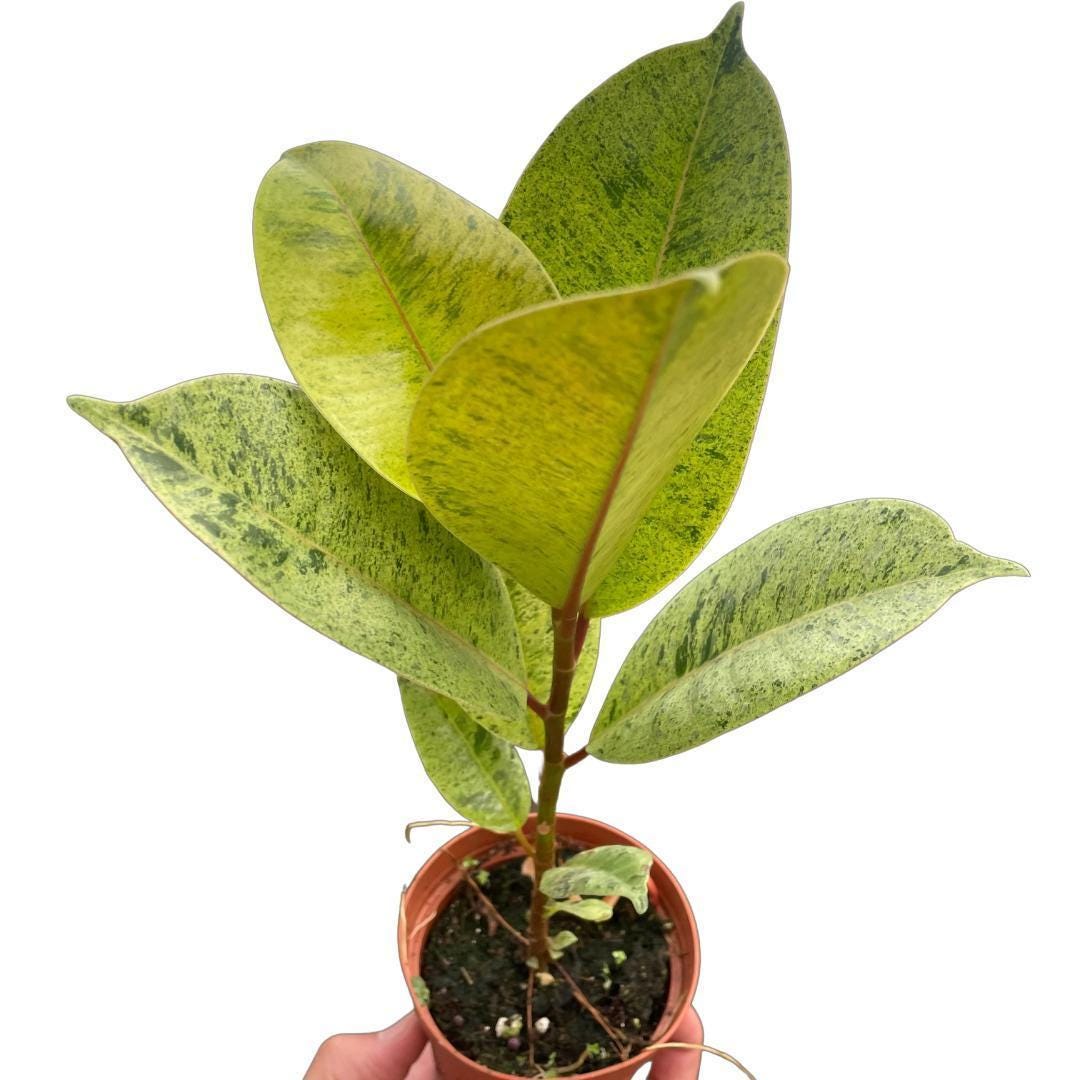 Ficus 'shivereana' (Moonshine)