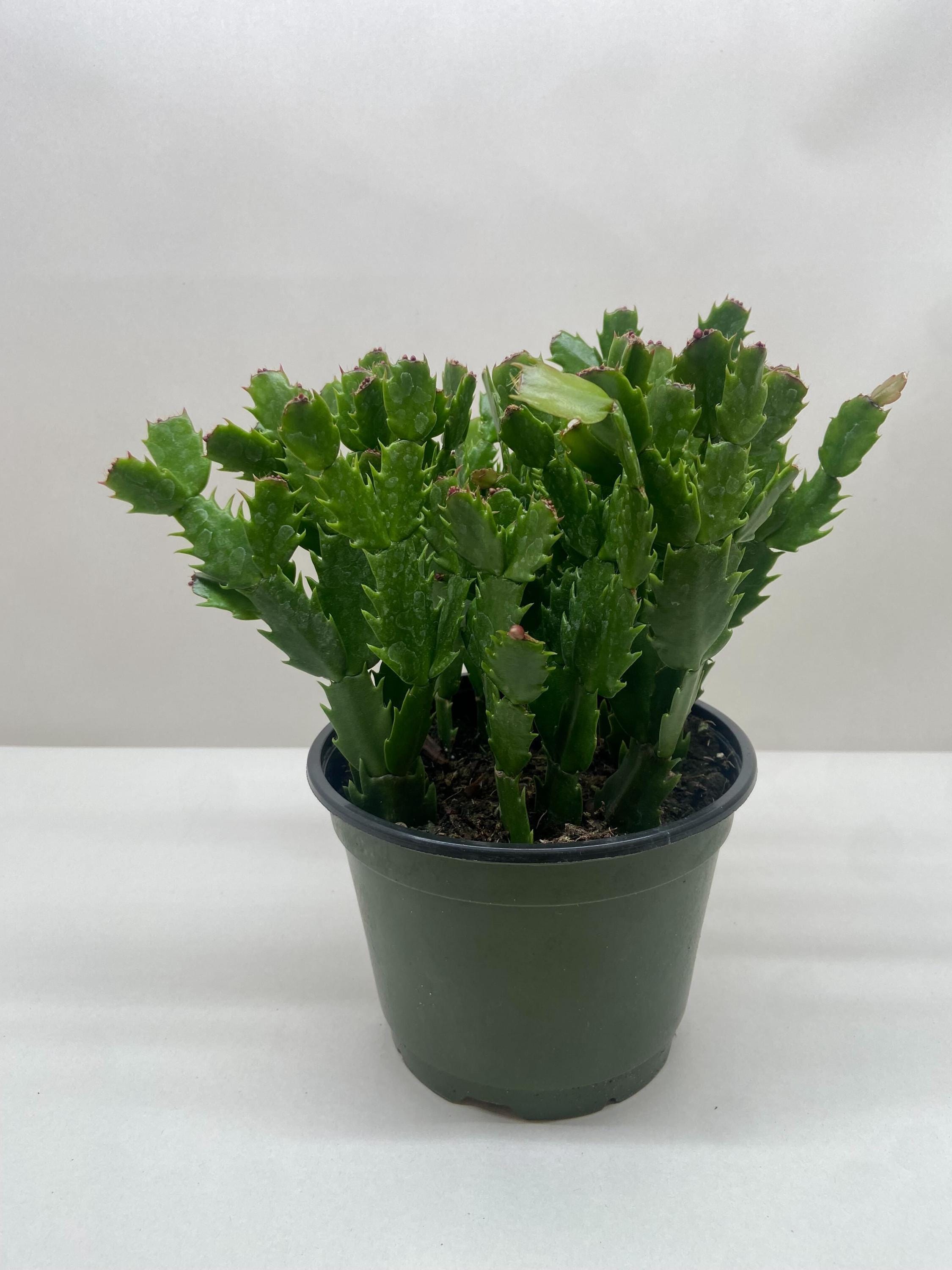 Zygocactus 'Thanksgiving Cactus'