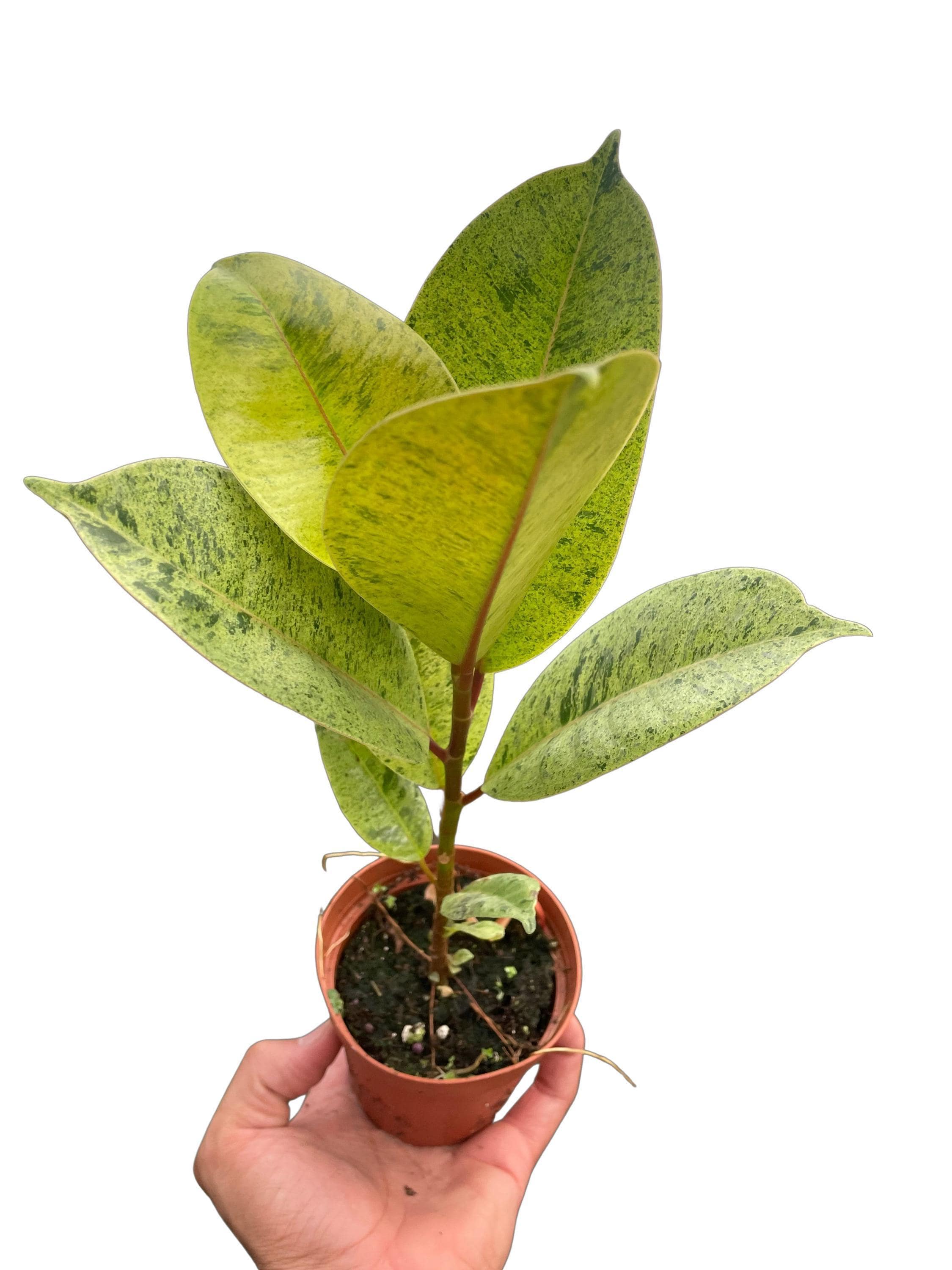 Ficus 'shivereana' (Moonshine)