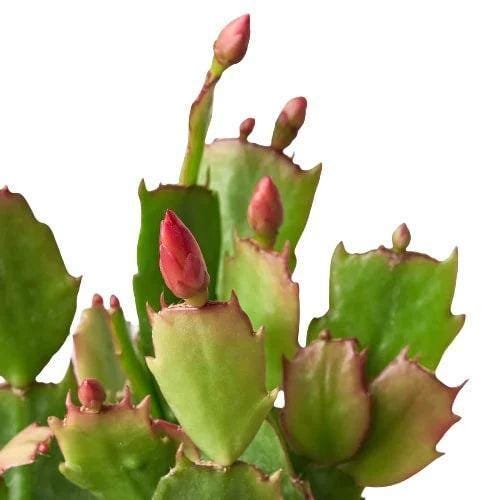 Zygocactus 'Thanksgiving Cactus'