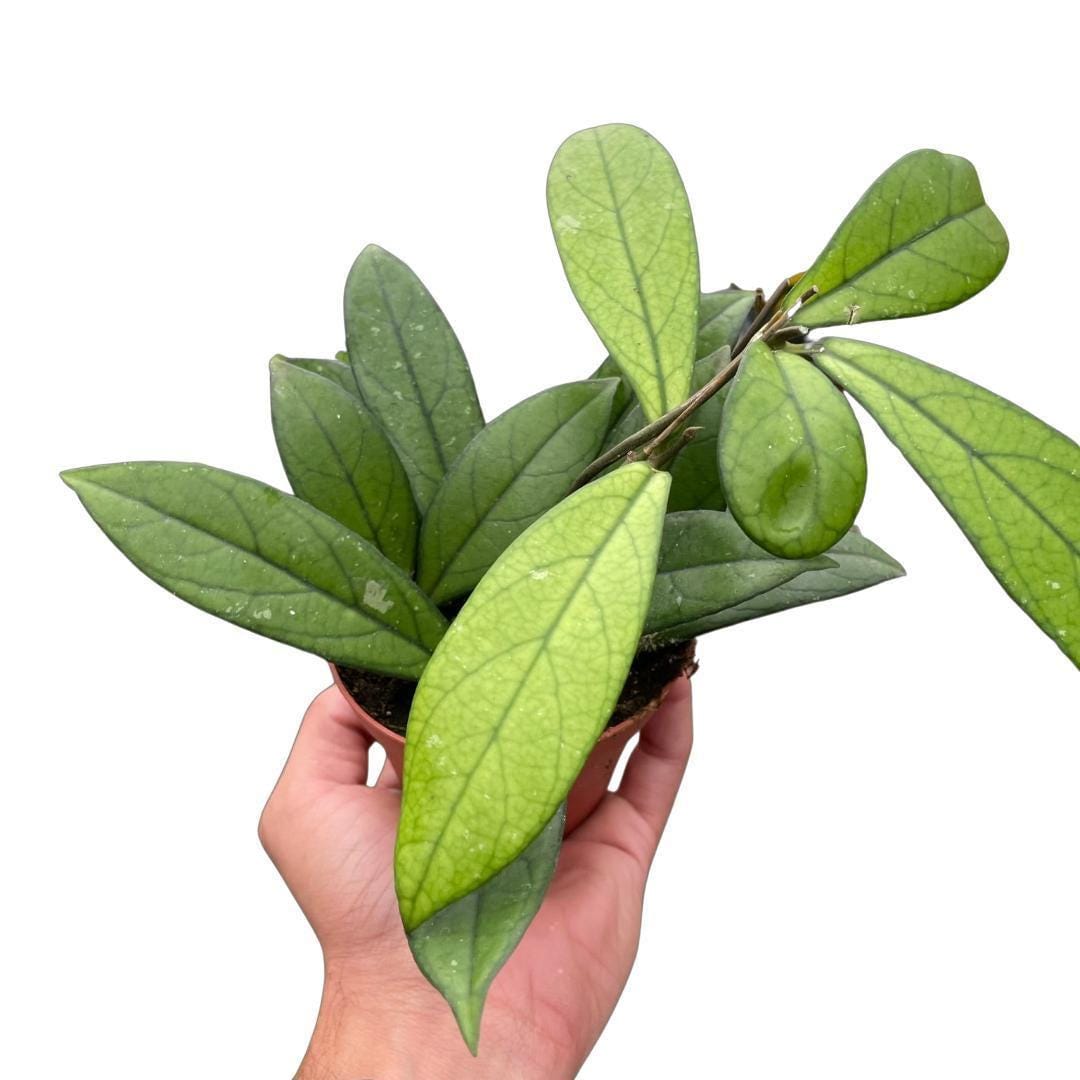 Hoya 'Crassipetiolata'