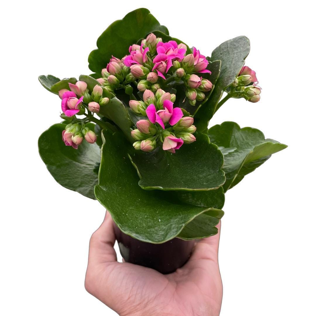 Kalanchoe