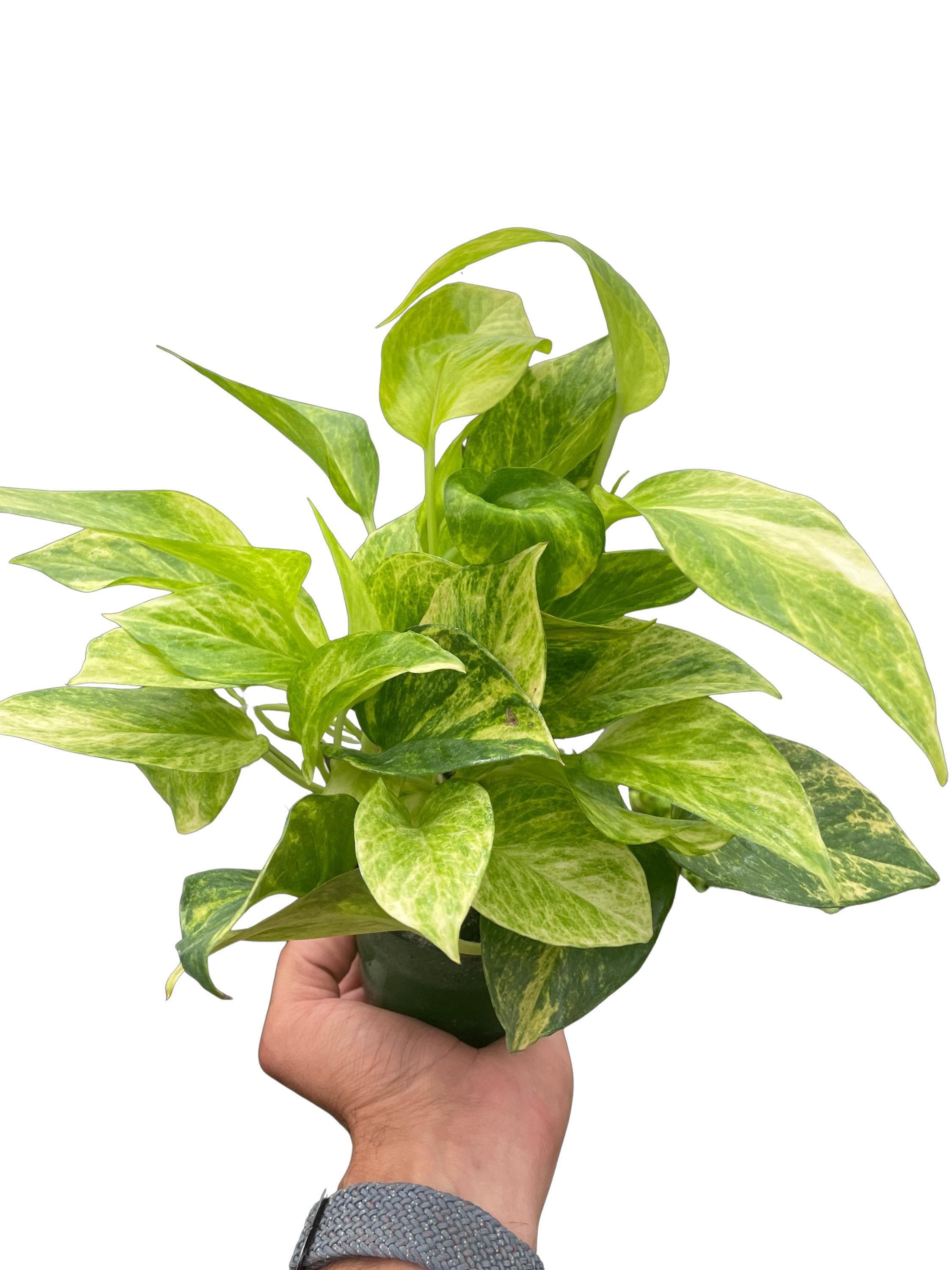 Pothos 'Neon Queen'
