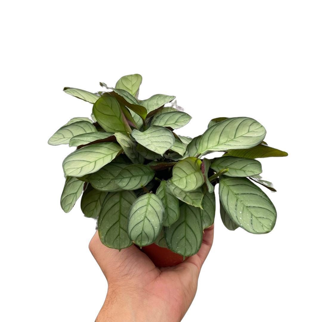 Ctenanthe burle-marxii 'Amagris'