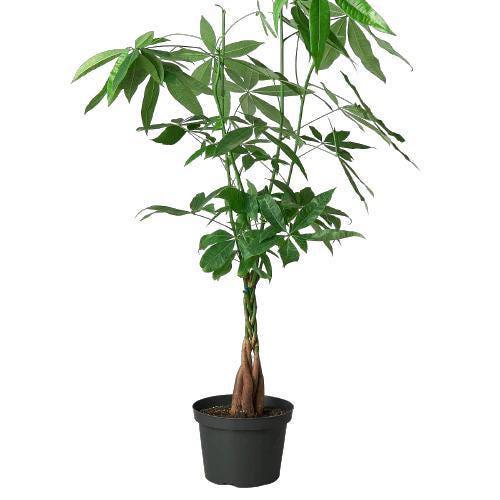 Money Tree 'Guiana Chestnut' Pachira Braid