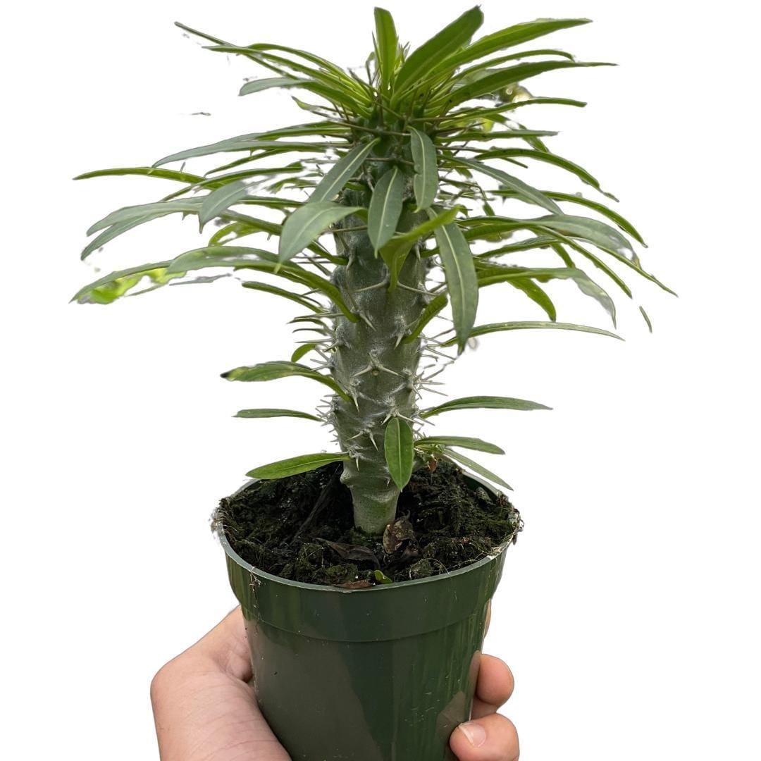 Pachypodium 'lamerei' (Madagascar Palm)