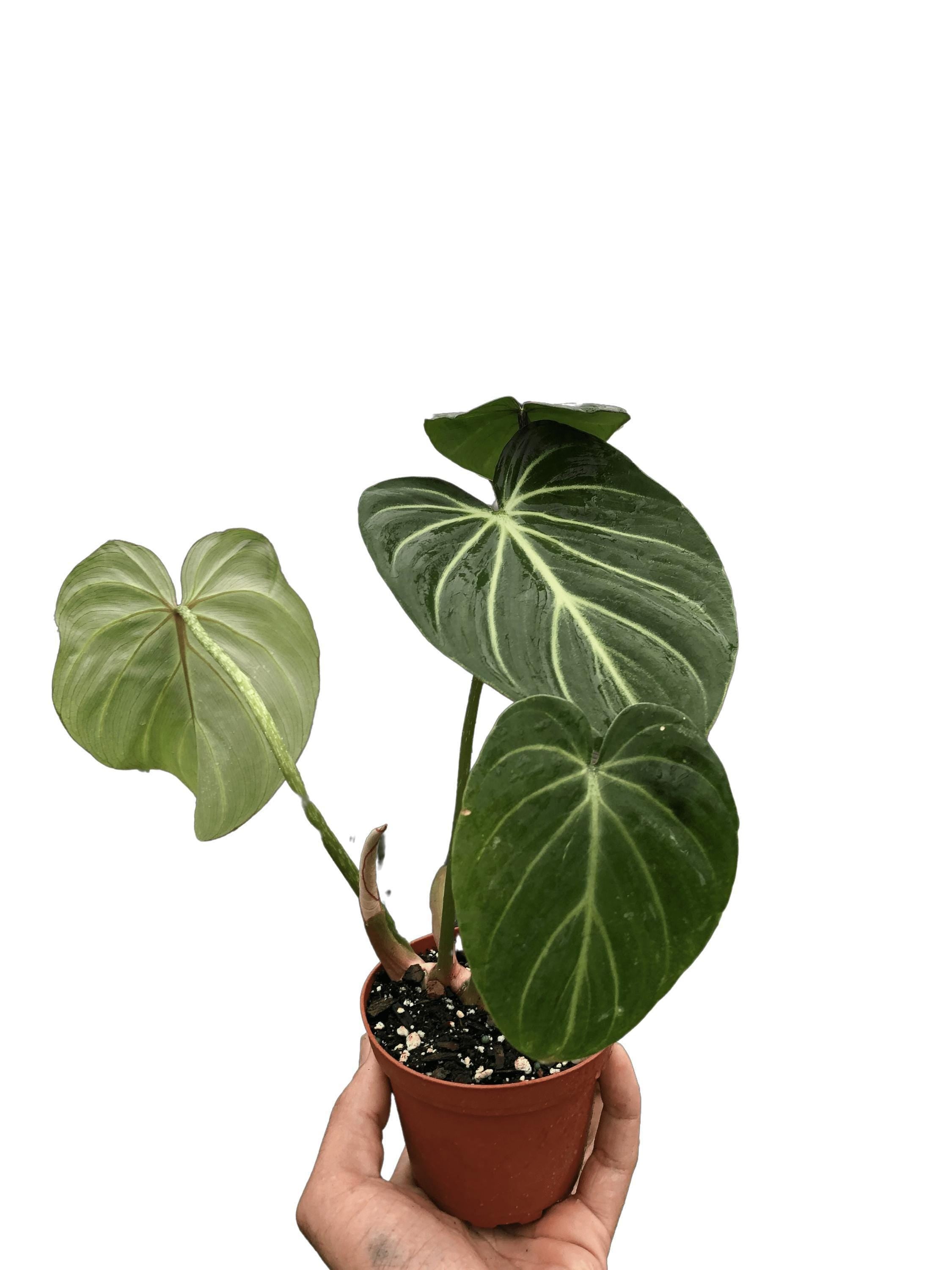 Philodendron Gloriosum