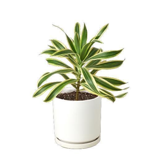 Dracaena 'Song of India'