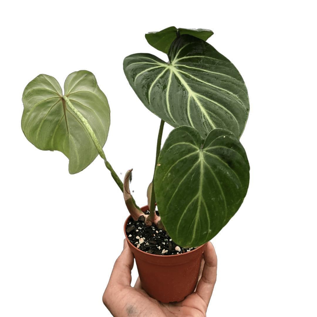 Philodendron Gloriosum