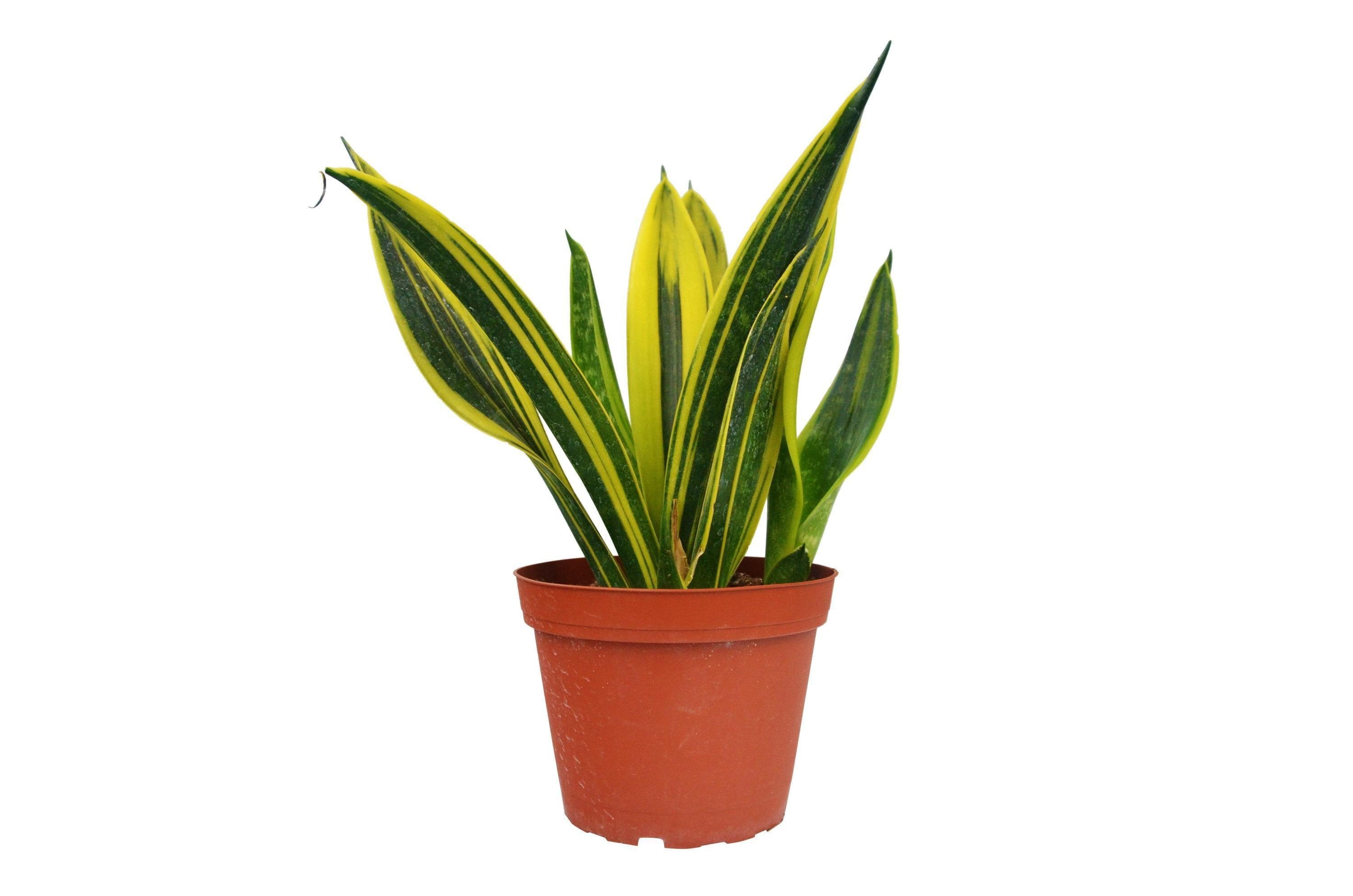 May include: A potted snake plant with green and yellow striped leaves in a brown plastic pot.