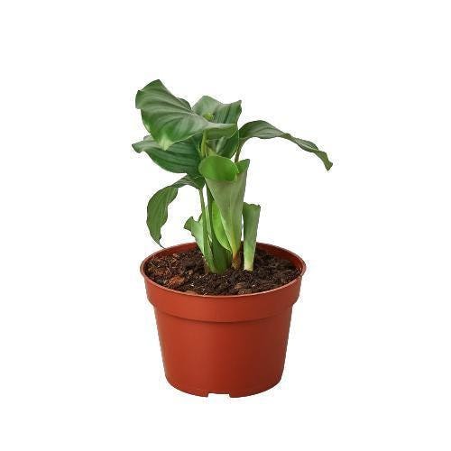 May include: A green calathea plant in a brown plastic pot. The plant has large, green leaves with a light green center. The pot is filled with brown soil.