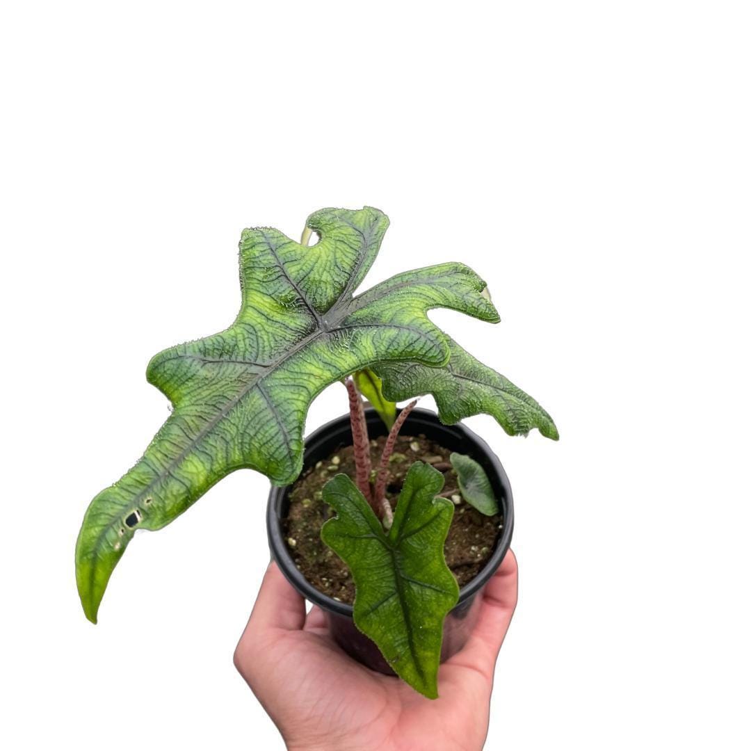 Alocasia 'Jacklyn'