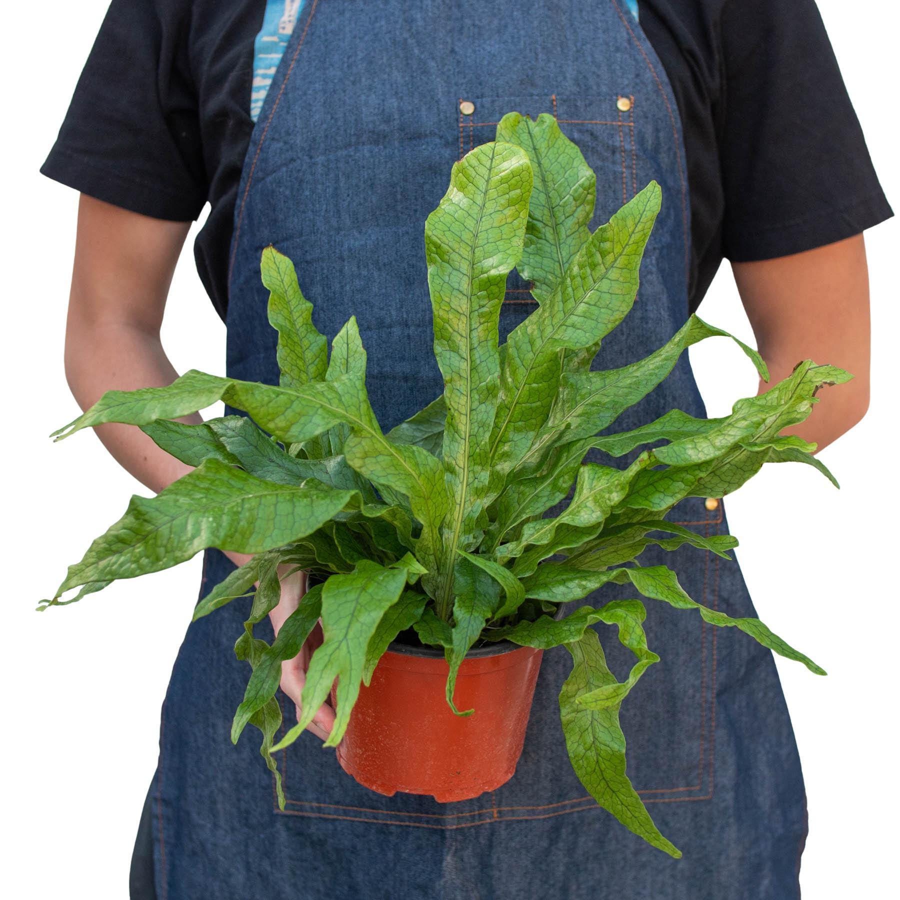 May include: A green fern plant with long, curled fronds in a red plastic pot.