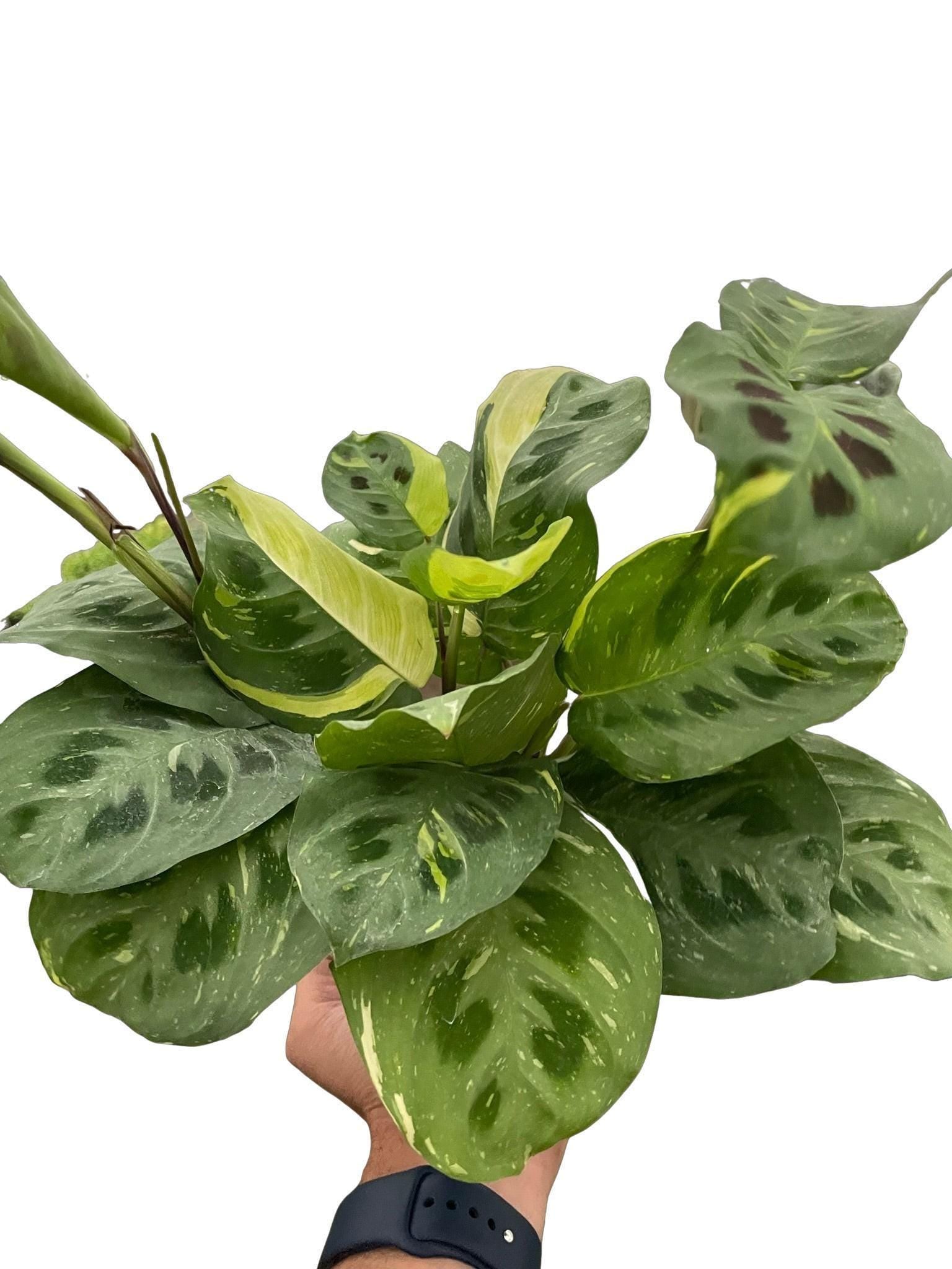 Maranta Variegated 'Beauty Kim'
