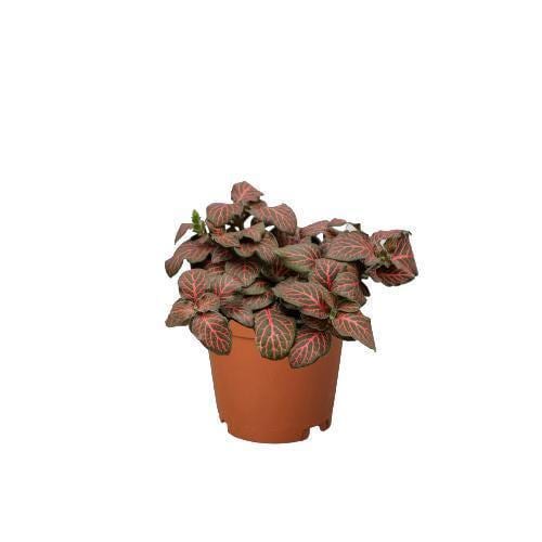 Fittonia 'Red' 4" Pot Austin Jungle Co.