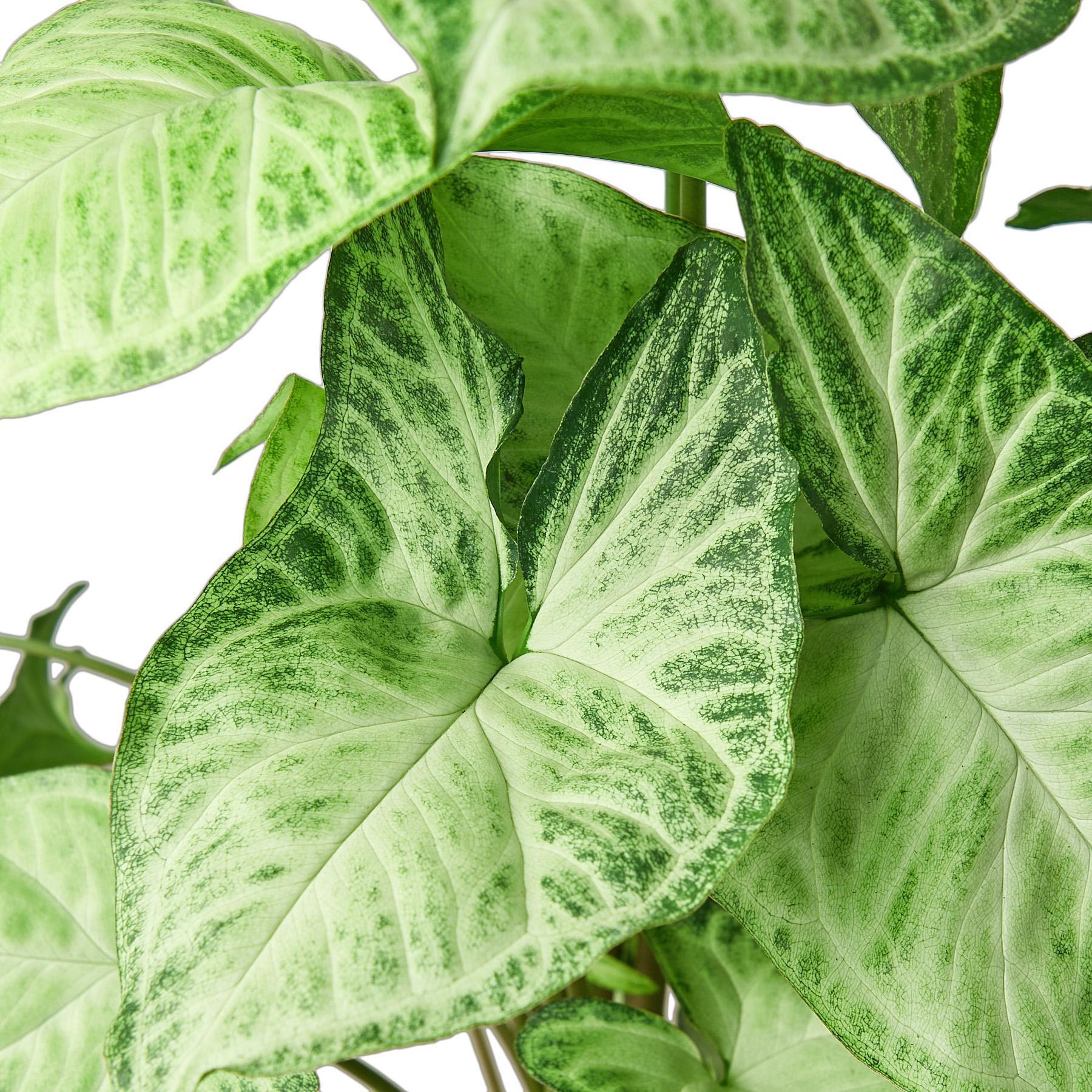 Syngonium White Butterfly