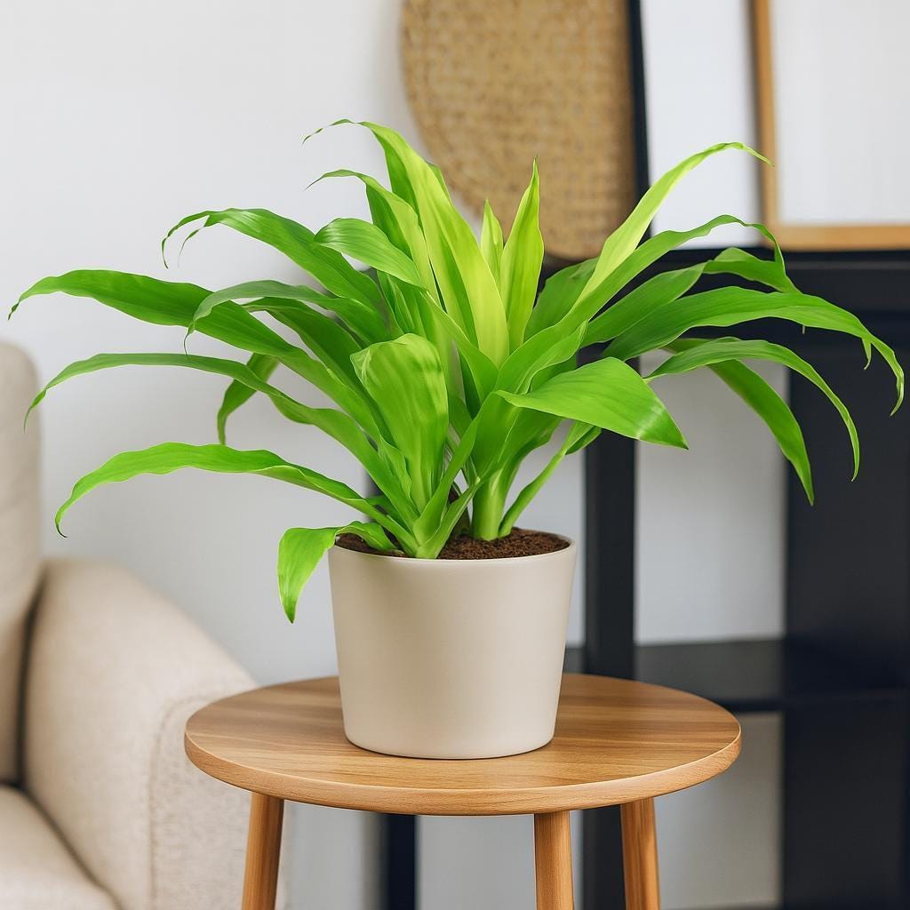 Dracaena 'Lime Light'