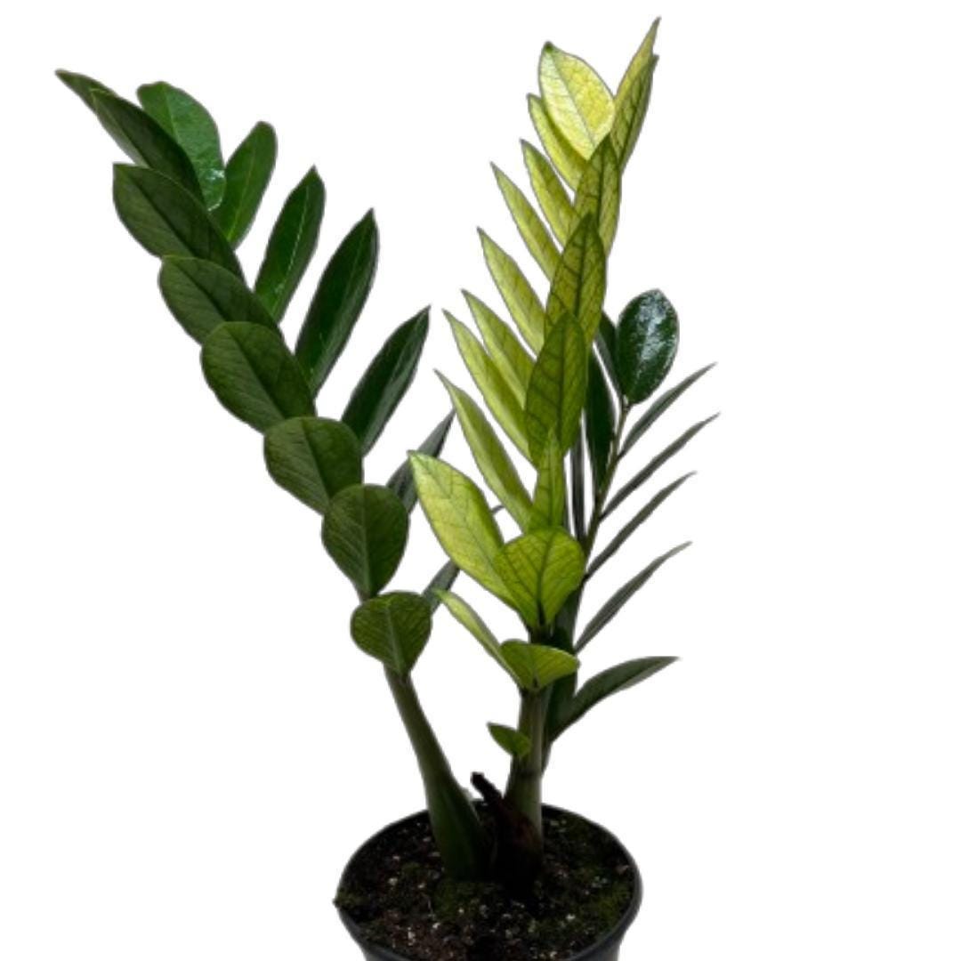 ZZ Plant 'Chameleon'
