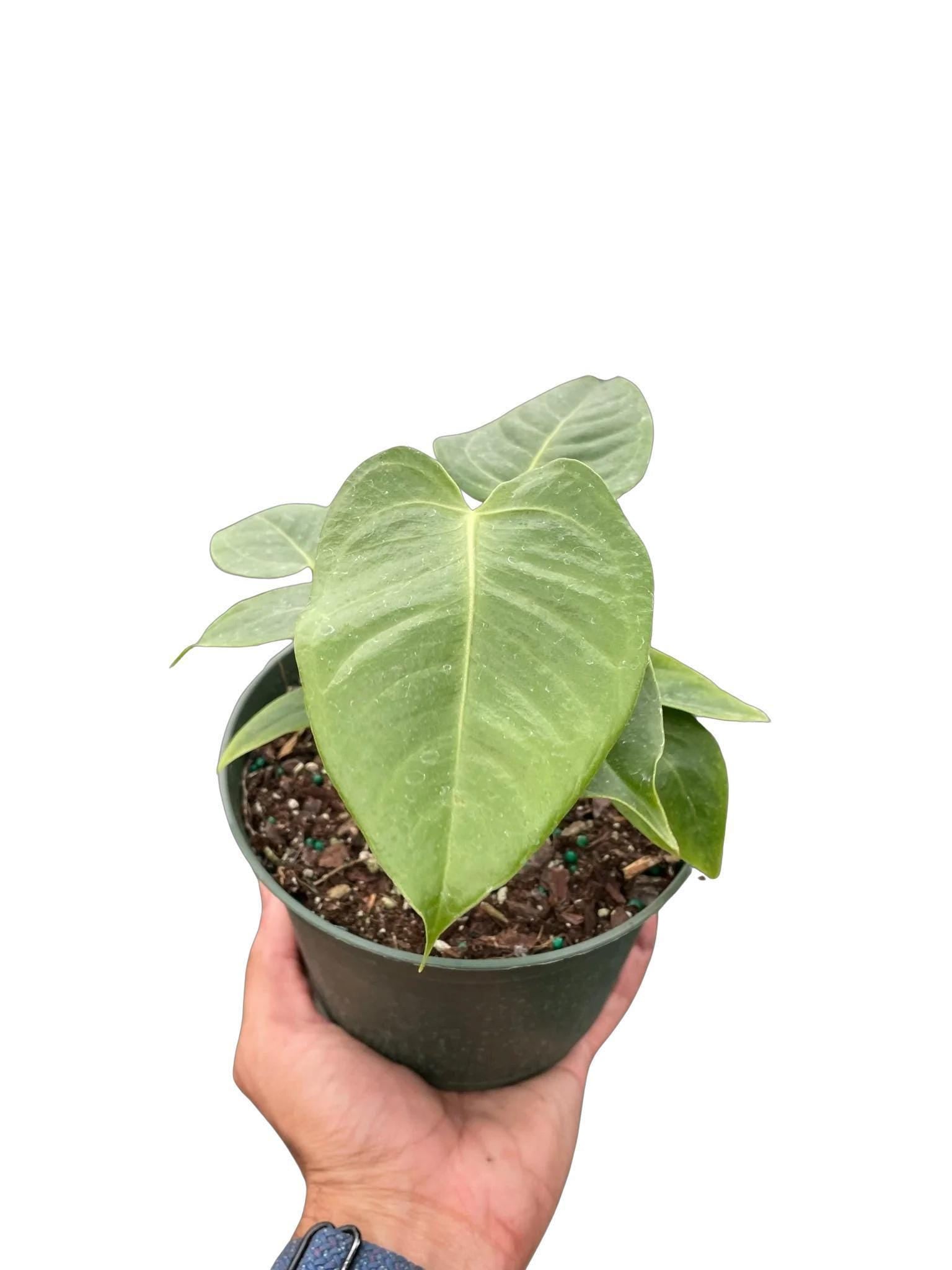 Anthurium 'Veitchii'