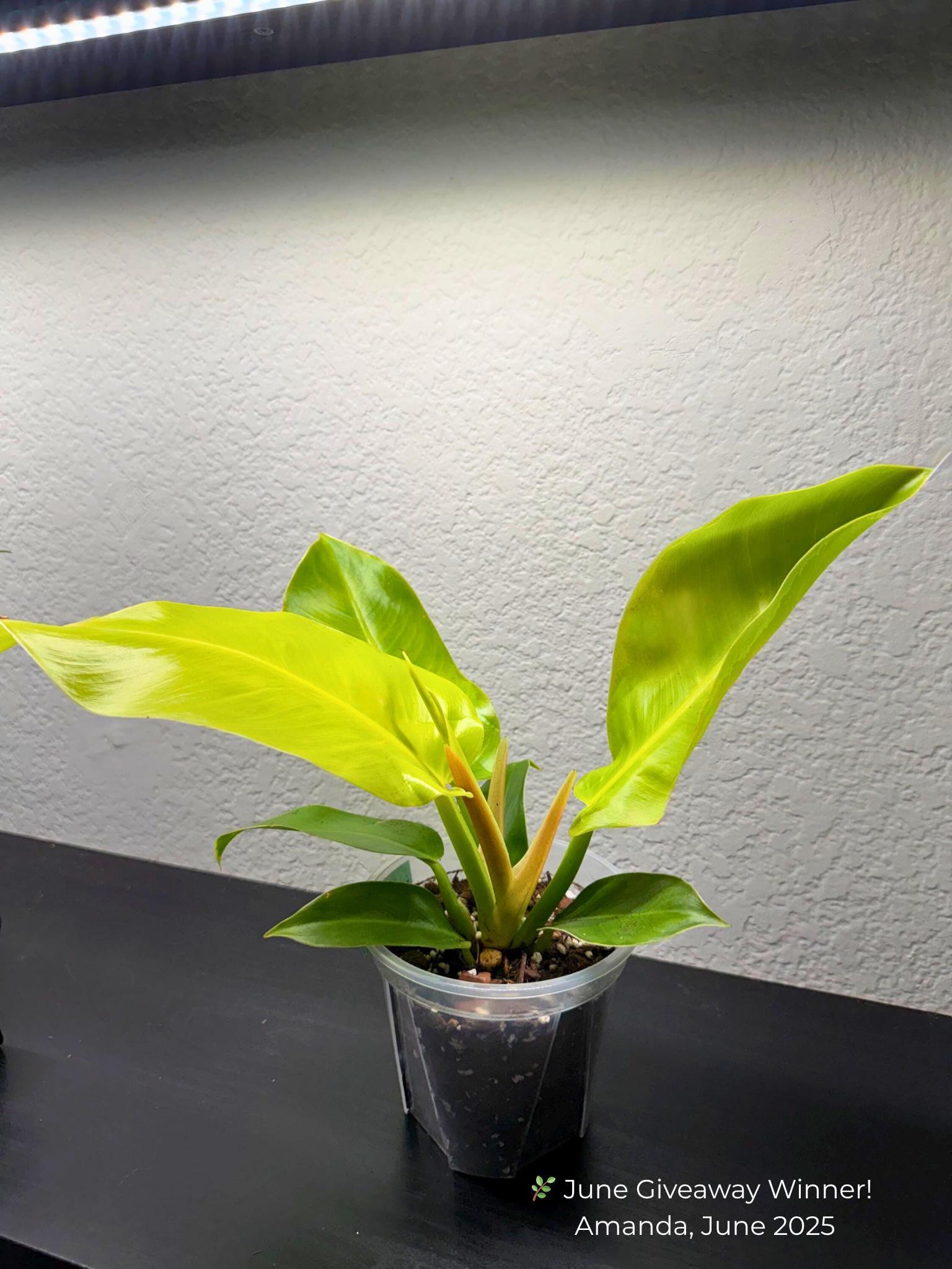 Philodendron 'Moonlight'