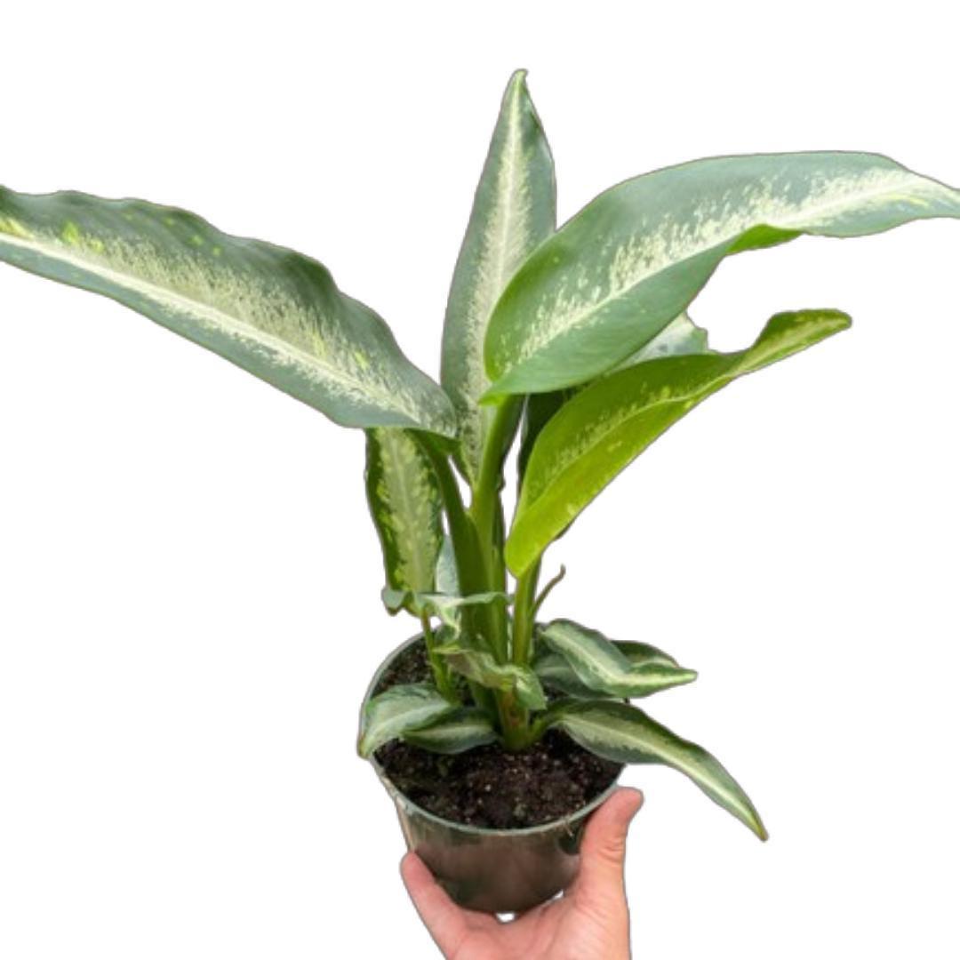 Dieffenbachia Panther
