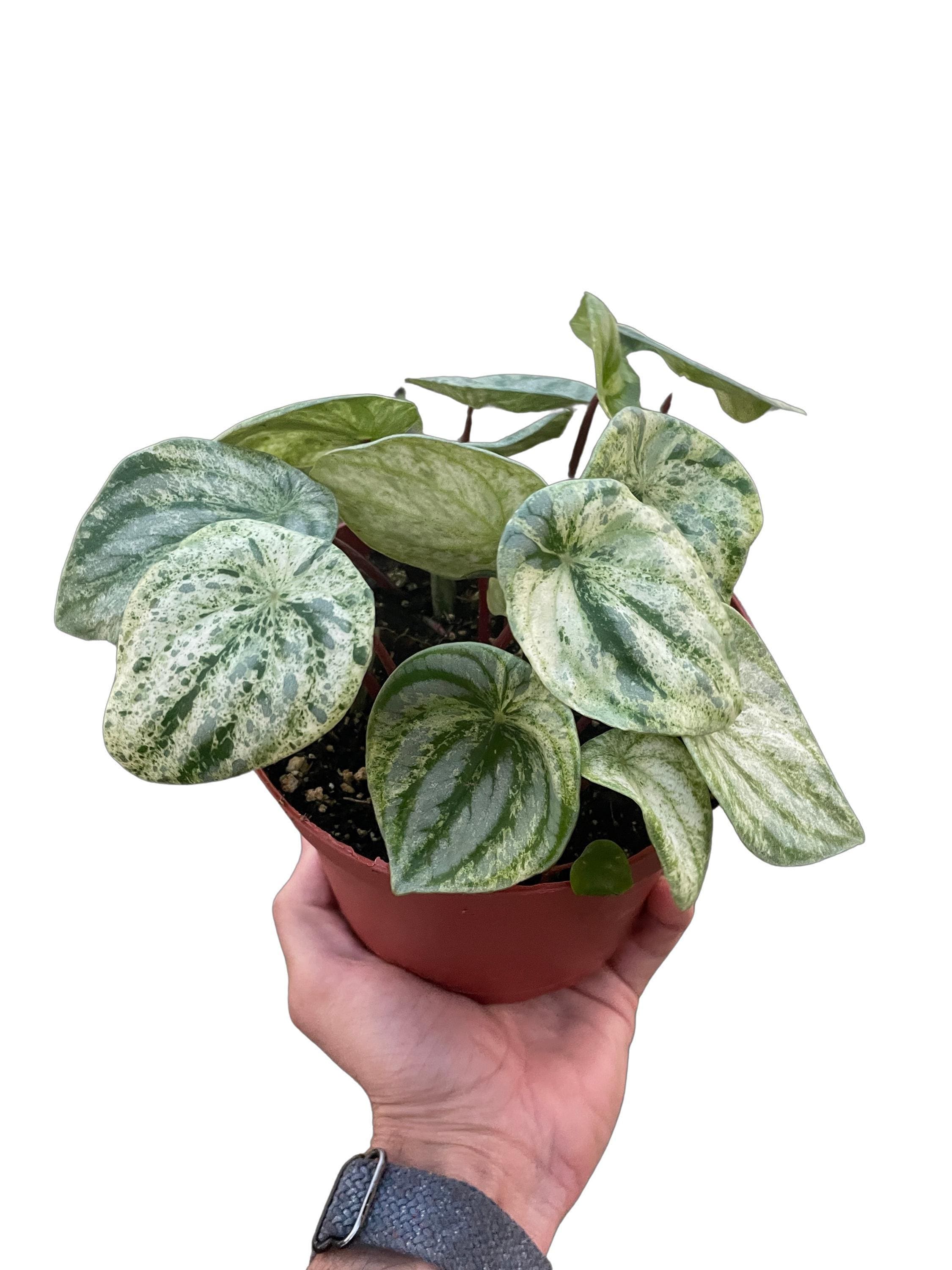 Peperomia 'Watermelon Variegated'