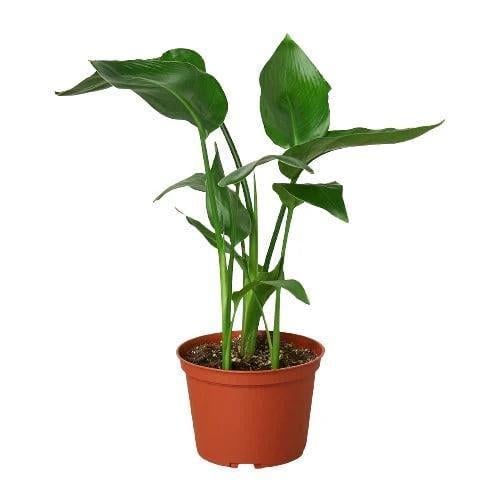 May include: A potted green bird of paradise plant with multiple leaves in a brown plastic pot