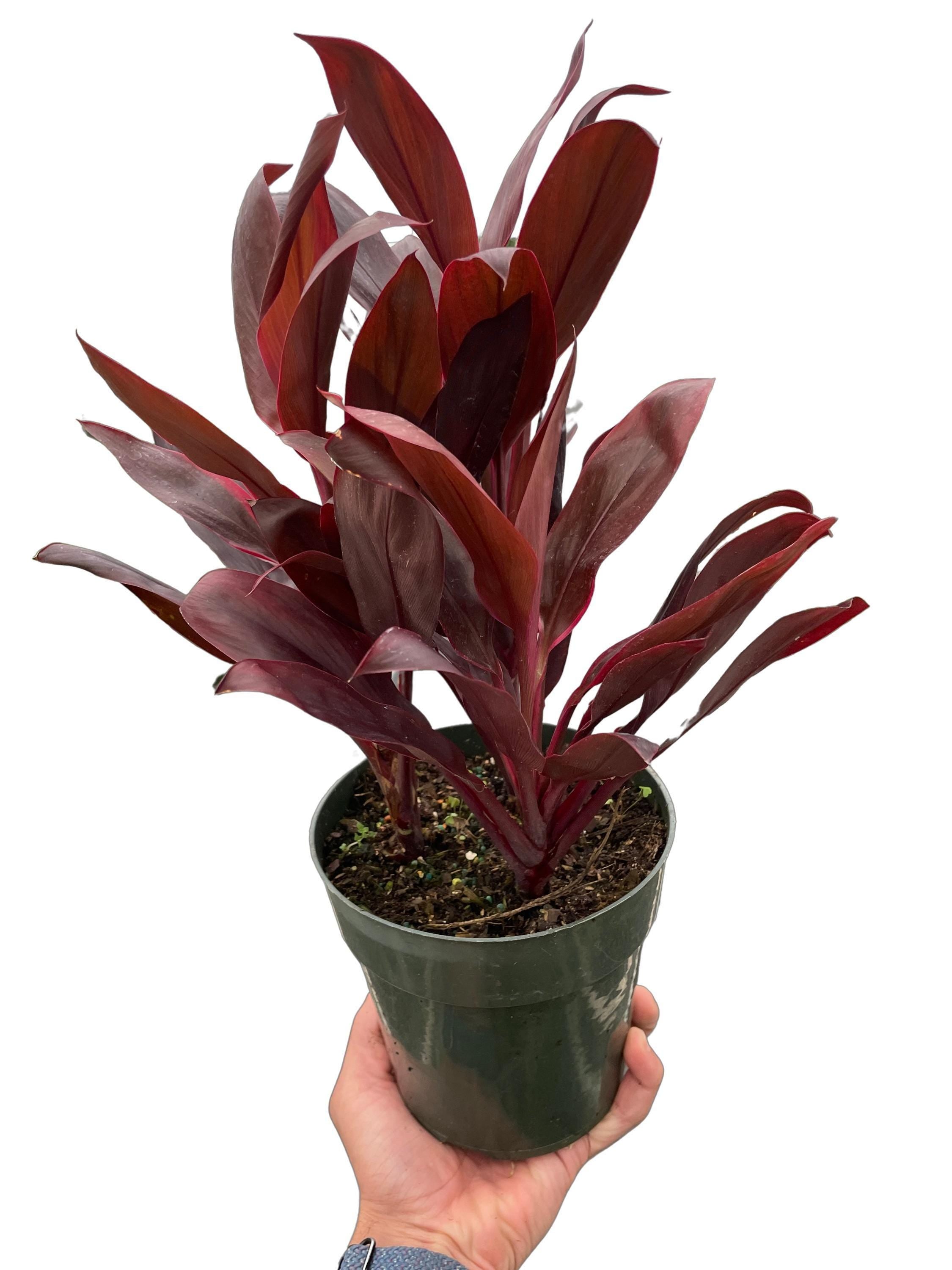 Cordyline 'Calypso Queen'